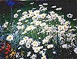 Meadows come alive with blooms